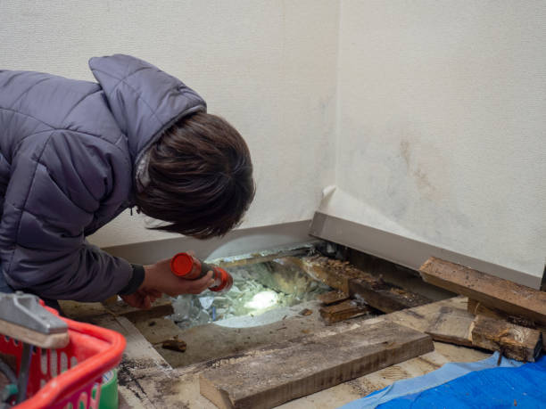 Best Mold Damage Restoration  in Lawrenceburg, KY