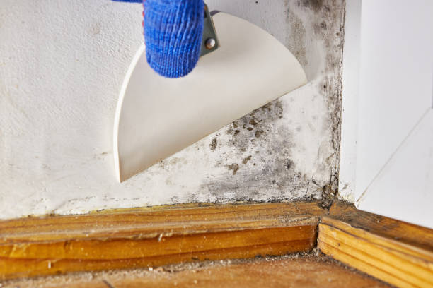 Best Post-Remediation Verification Testing  in Lawrenceburg, KY